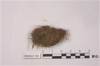 藏品(柳葉苔)的圖片